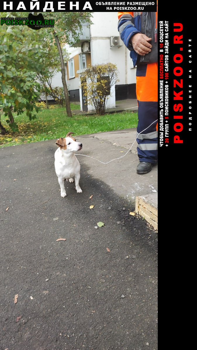 Найдена собака срочно Москва Подробнее по ссылке: poiskzoo.ru/165263 Найдена собака, ищет хозяина, девочка домашняя #Найдена_собака #НайденаСобака #НайденасобакаМосква #Джекрасселтерьер #Найдена_собака_Москва