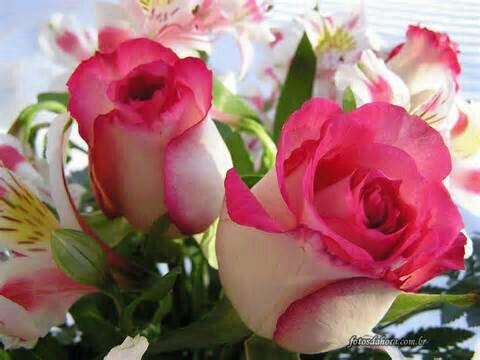 ruben_corella's tweet photo. #FelizMiércoles #feliztarde #felizdia #roses #rosesforpeace #paz #noalaguerra #NoAlAbusoInfantil #StopHomofobia #stopmachismo https://t.co/vwzC8BPIUQ