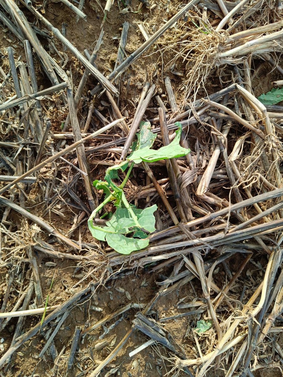 Ludovic Segault tweet media