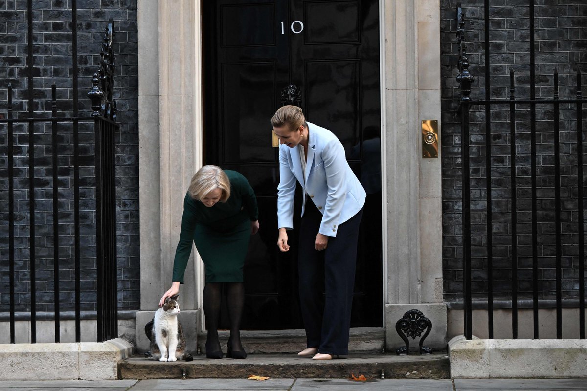 LaVanguardia's tweet photo. 🐱🇬🇧Este es Larry, el gato de Downing Street que ha visto pasar a cinco primeros ministros desde que se mudó a la residencia oficial en 2011

Fue rescatado de un refugio por sus habilidades para cazar ratones. Es una estrella en Reino Unido 

Su historia👉https://t.co/OgL7GOiqdp https://t.co/3qHatAouUV