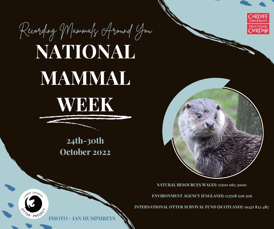 This week it's #NationalMammalWeek2022 and this year’s theme is ‘recording mammals around you’. You can help record mammals by reporting dead otters to the relevant organisation (see graphic) and they will organise for it to be sent to us. Check out @Mammal_Society for more info!