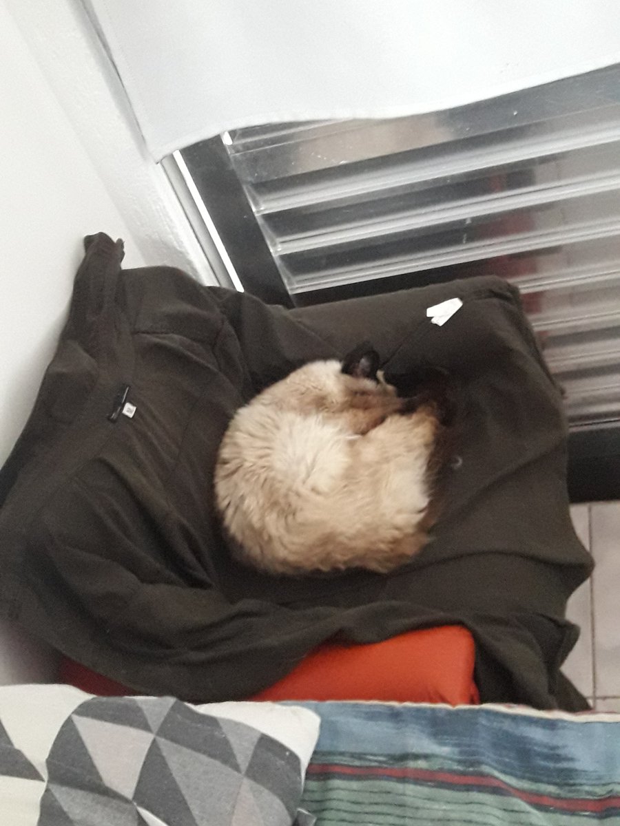 Penélope dormiu na minha blusa.