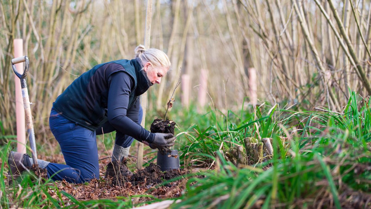 Take part in our acorn collection challenge! All you need to do is collect acorns from Howe Park, Shenley, or Linford wood and plant them into a pot. Then, keep them watered and care for them for 1-2 years until they are strong enough for our team to plant them🌱