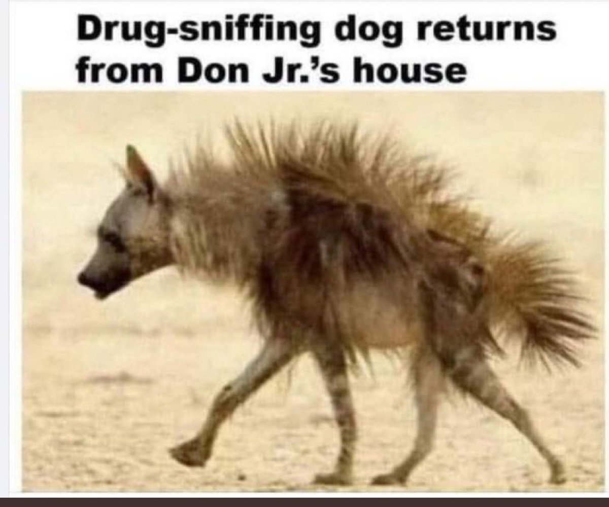 Don Jr. 😅😂🤣😭