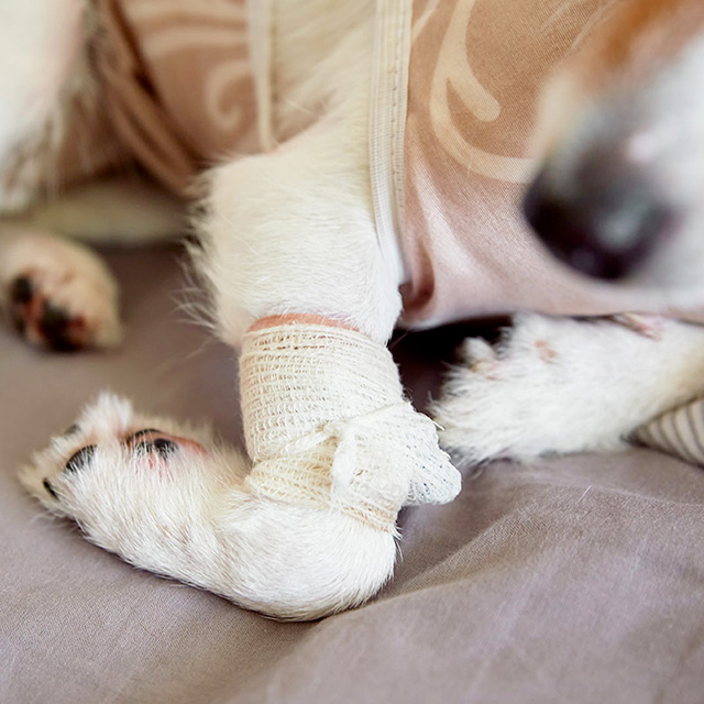 SOS Levrieri tweet media