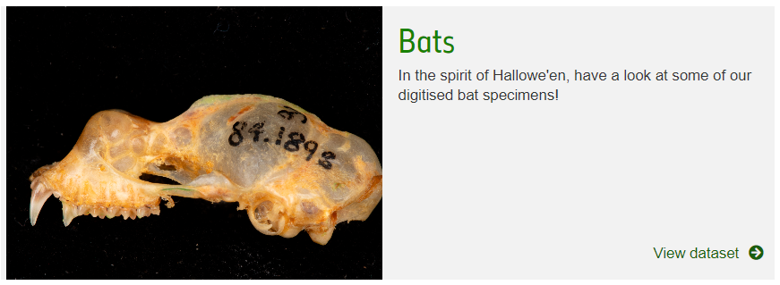 Digitising the NHM (@nhm_digitise) on Twitter photo In the spirit of #Batweek and #Halloween, take a look at some of our digitised bat specimens on the Data Portal <a href="/NHM_Data/">NHM Data Portal</a> data.nhm.ac.uk/search/bats #OAWeek #OAWeek22 In the spirit of #Batweek and #Halloween, take a look at some of our digitised bat specimens on the Data Portal <a href="/NHM_Data/">NHM Data Portal</a> data.nhm.ac.uk/search/bats #OAWeek #OAWeek22