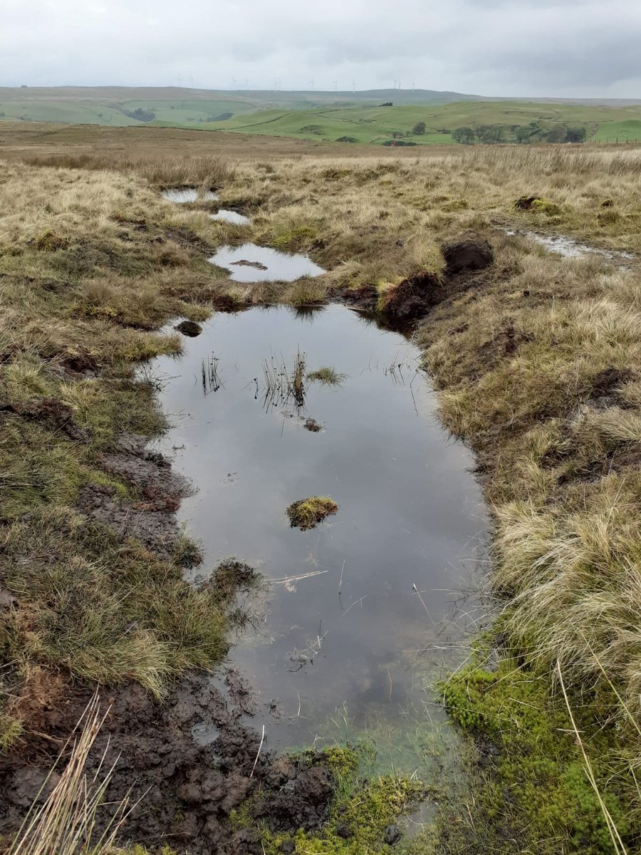 One of our farmers creating some lovely squelchiness for our breeding curlew - blocking and reprofiling hagged ditches - which will also give rise to healthy 'growing' peat!