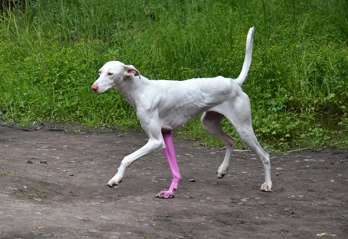 asteroide97's tweet photo. #PierreHuygue presentó en el #Documenta13 de Kassel su obra “Sin título”, consistente en el deambular de su perro “Humano”, con una pata pintada de rosa, en una zona aislada del parque (alterada por el artista), entre charcos, malas yerbas, un hormiguero y una pila de losas. https://t.co/bdbZaOrsjw