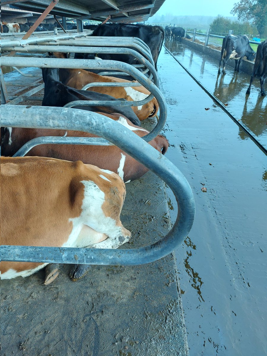 David Kerr tweet media