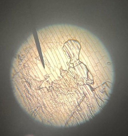 SHS__Science's tweet photo. Our year 9's were using microscopes to look at onion cells before half term. https://t.co/eCBvnaMwdu