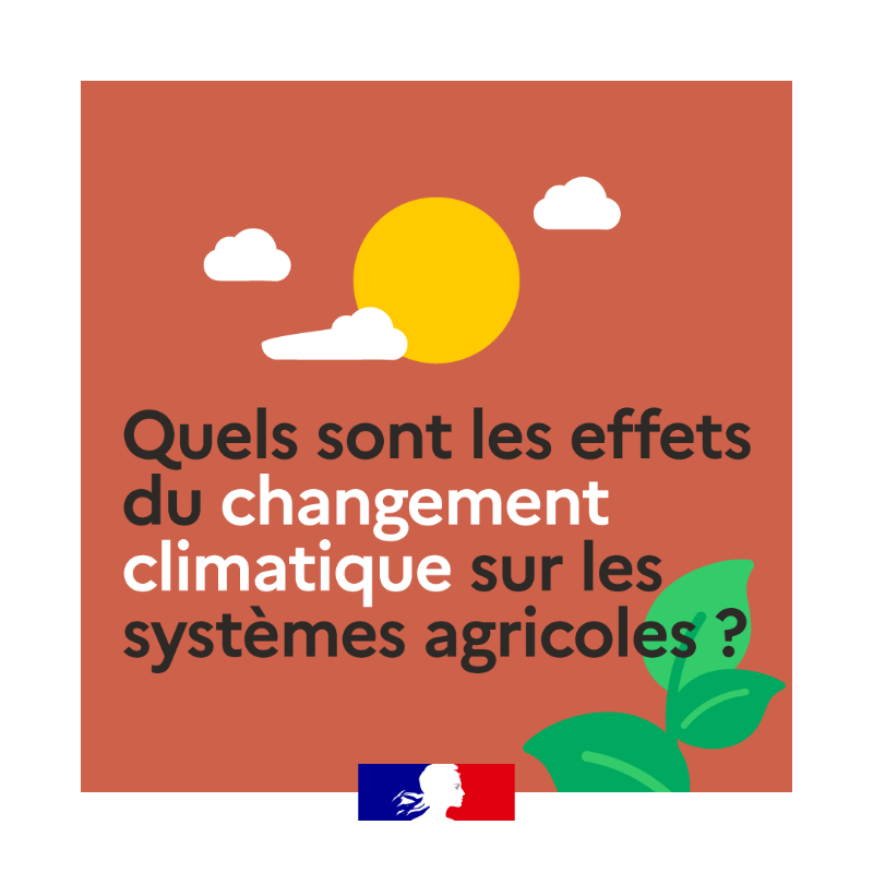 Agri_Gouv's tweet photo. Le #ChangementClimatique est une réalité qui s’impose à tous, mais quels sont ses effets sur les système agricoles ? 🚜🌾 La réponse en images dans votre rendez-vous du #JeudiInfographie ⤵