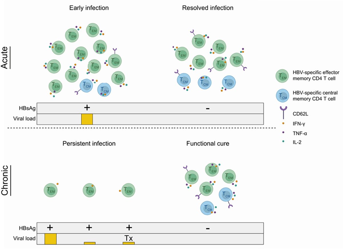 JHepatology's tweet photo. ❗️#FunctionalCure is associated with higher frequencies of functional #HBV-specific #CD4T cell responses

Read more here👉https://t.co/DYTtUOe7HR

#LiverTwitter https://t.co/32uPiIcZwp
