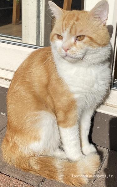 A male cat was lost on 15/07/2022 in Obelisk Walk, #Blackrock lostandfoundpets.ie/eum4n8 #lpie