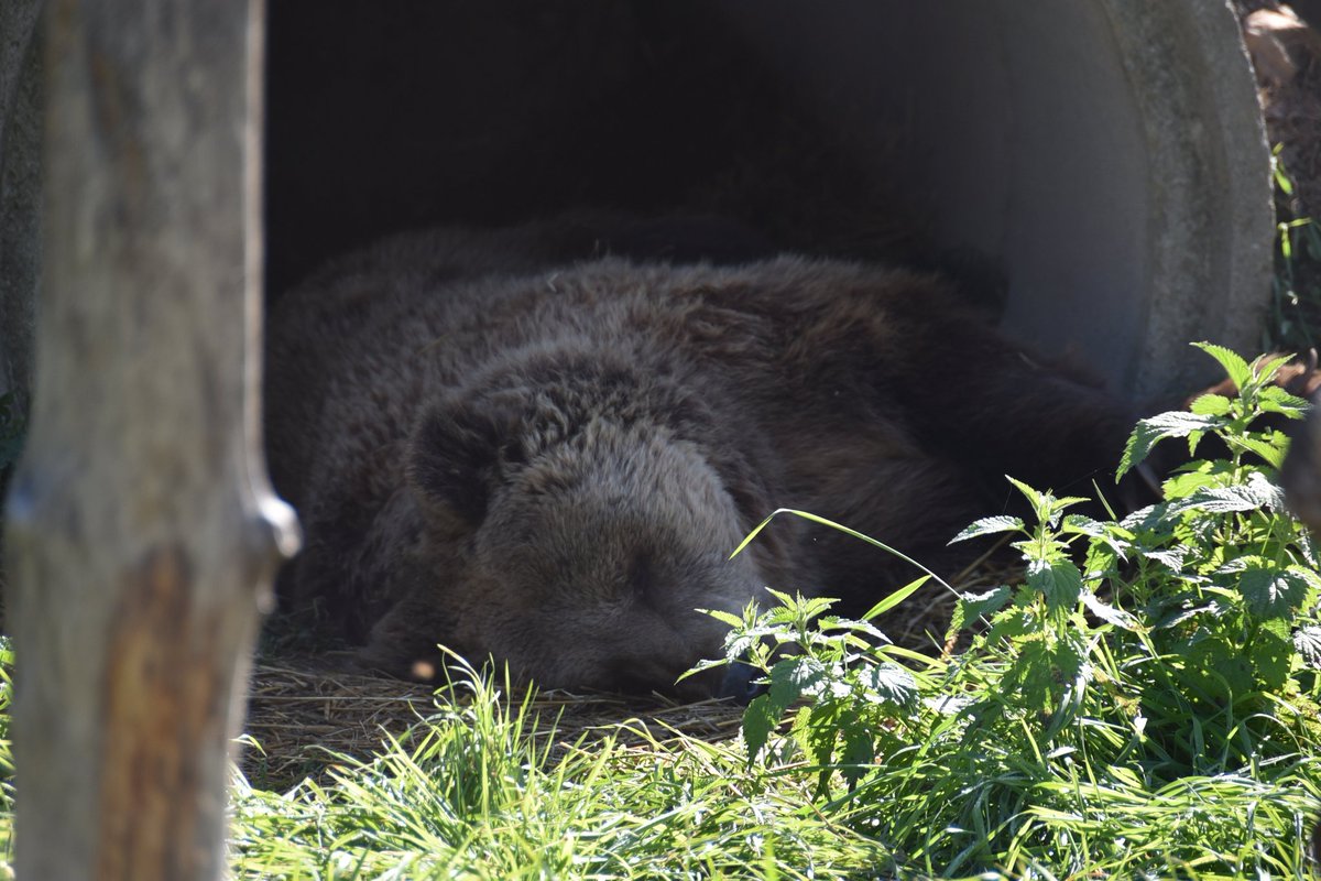 💤 💤 💤 

©️ BEAR SANCTUARY Prishtina 

#bears #prishtina #kosova #bear #sanctuary #animalwelfare #fourpaws #love #animal #bearlovers #animallover #photography #photooftheday #nature #Wild