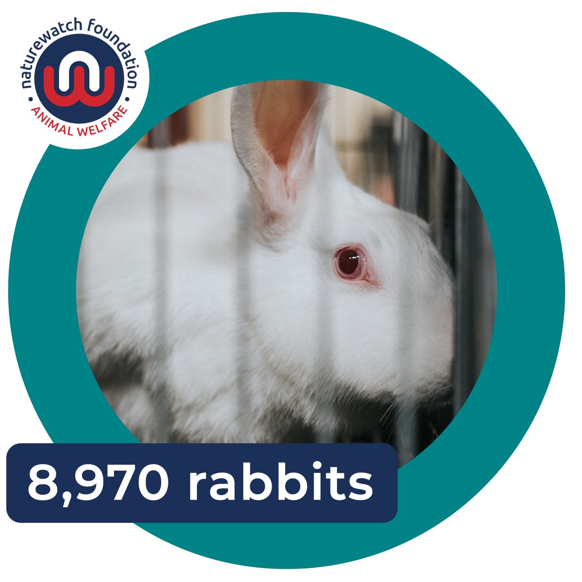 Naturewatch_org's tweet photo. A whopping 3,056,243 procedures were conducted on animals in 2021, including 8,970 on rabbits.
This can't be the way forward.
π Ask the UK Government for a timetable to finally #CallTimeOnAnimalExperiments -
https://t.co/bJeGGzYxdP
β±οΈ #DyingForADeadline https://t.co/0bodHXhR94