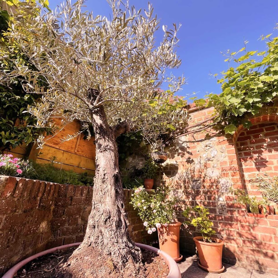 Villaggio Verde tweet media