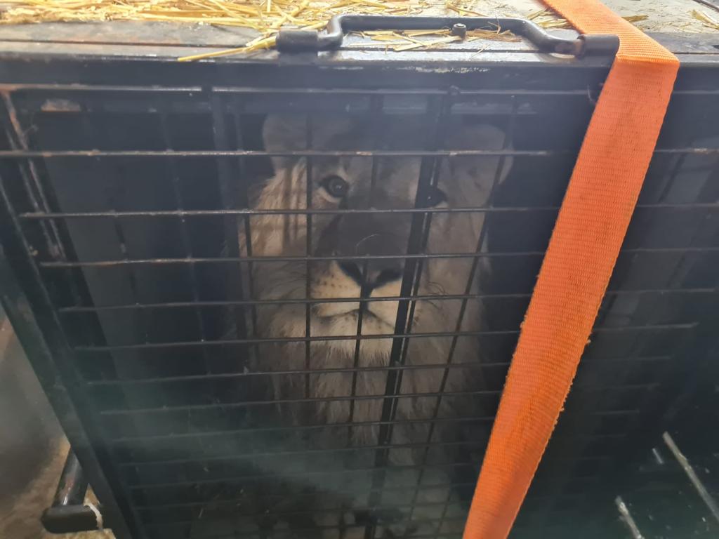 stichting_aap's tweet photo. Op dit moment worden vier leeuwen uit Oekraïne naar ons opvangcentrum in Spanje gebracht! 🦁 De dieren zijn in Oekraïne na de recente aanvallen niet meer veilig. Meer over de reddingsactie: https://t.co/UfIR3V0EFW https://t.co/z8Lpx4GKb2
