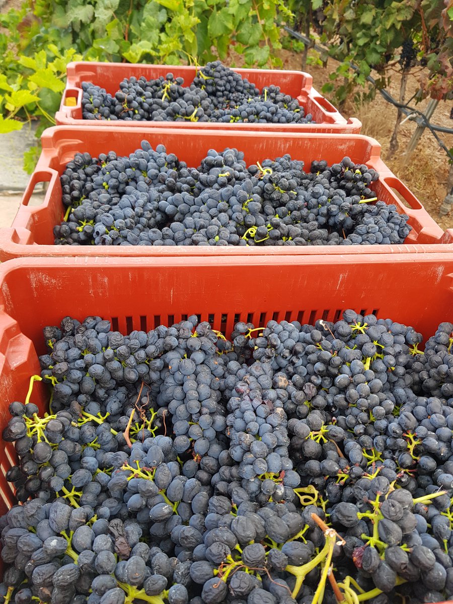 Fin de vendimia en Tacoronte-Acentejo con un total de kilos de uvas que han entrado en bodega de 1.345.000 Kg. Tacoronte-Acentejo, tu vino tu comarca. #winelover #vino #wine #Km0 #tacoronteacentejo #tenerife #canarywine #comarca #medioambiente #sostenibilidad #cultura