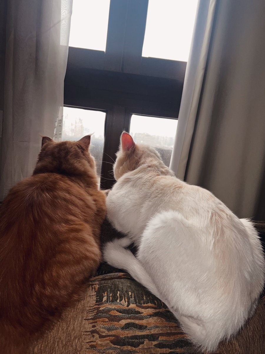 Sandoo__'s tweet photo. My precious babies🧡🤍 https://t.co/WR7u2bntV1
