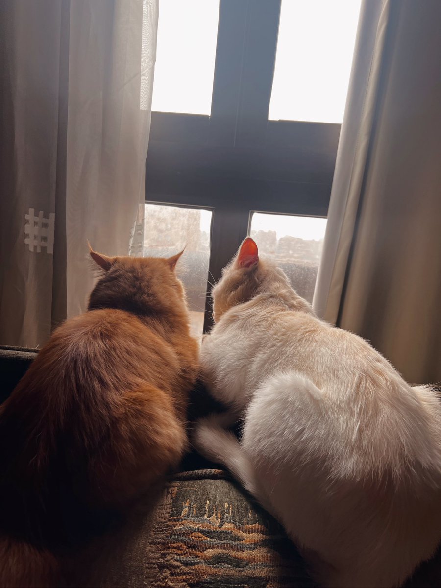 Sandoo__'s tweet photo. My precious babies🧡🤍 https://t.co/WR7u2bntV1