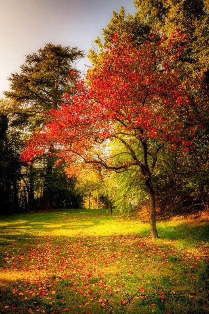 ruben_corella's tweet photo. #autumnlandscape #otoño #paisajedeotoño #wood #bosque #fallingleaves #nature #dusk #Twilight #belleza #peaceful #falllandscape #cuidaelplaneta #biodiversité #reves #CherishTheDay #enjoytheviews https://t.co/TPsB8thBRZ