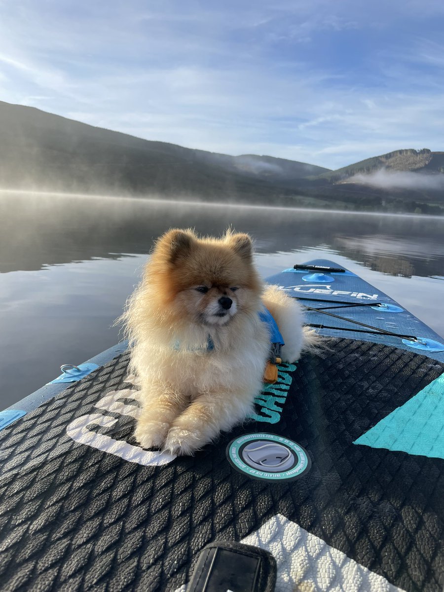 Oh to be a pup on a sup nodding off 😌💤 #ruffwear #suppup