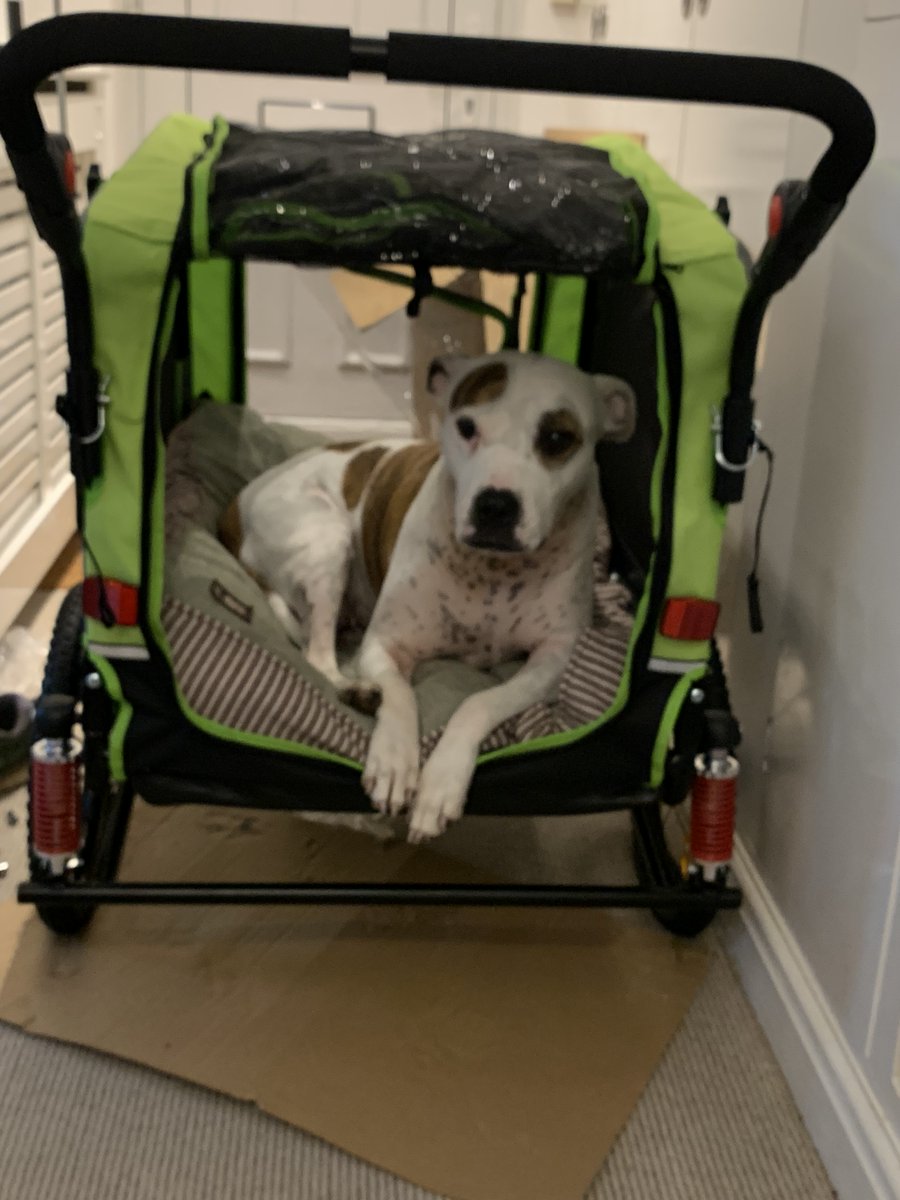mscookiestamp's tweet photo. My new ride is ready. Why aren’t we on the way to the pub yet? #staffiex #DogWalking #cruciateLigament #walkies https://t.co/YP3m6qq9f5