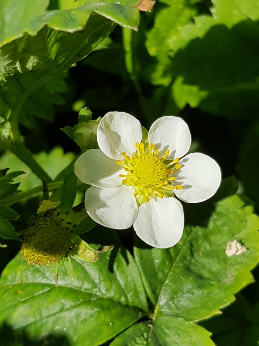 MyGarden_Uk's tweet photo. White Flowers.
Something to take your minds off everything going on.
#LookShinyThing #ColoursOfNature #White
#Flowers #TwitterNatureCommunity #ILoveNature
#SpendTimeWithNature #ItsGoodForYou #OldPhotos https://t.co/dRBjojoY3A