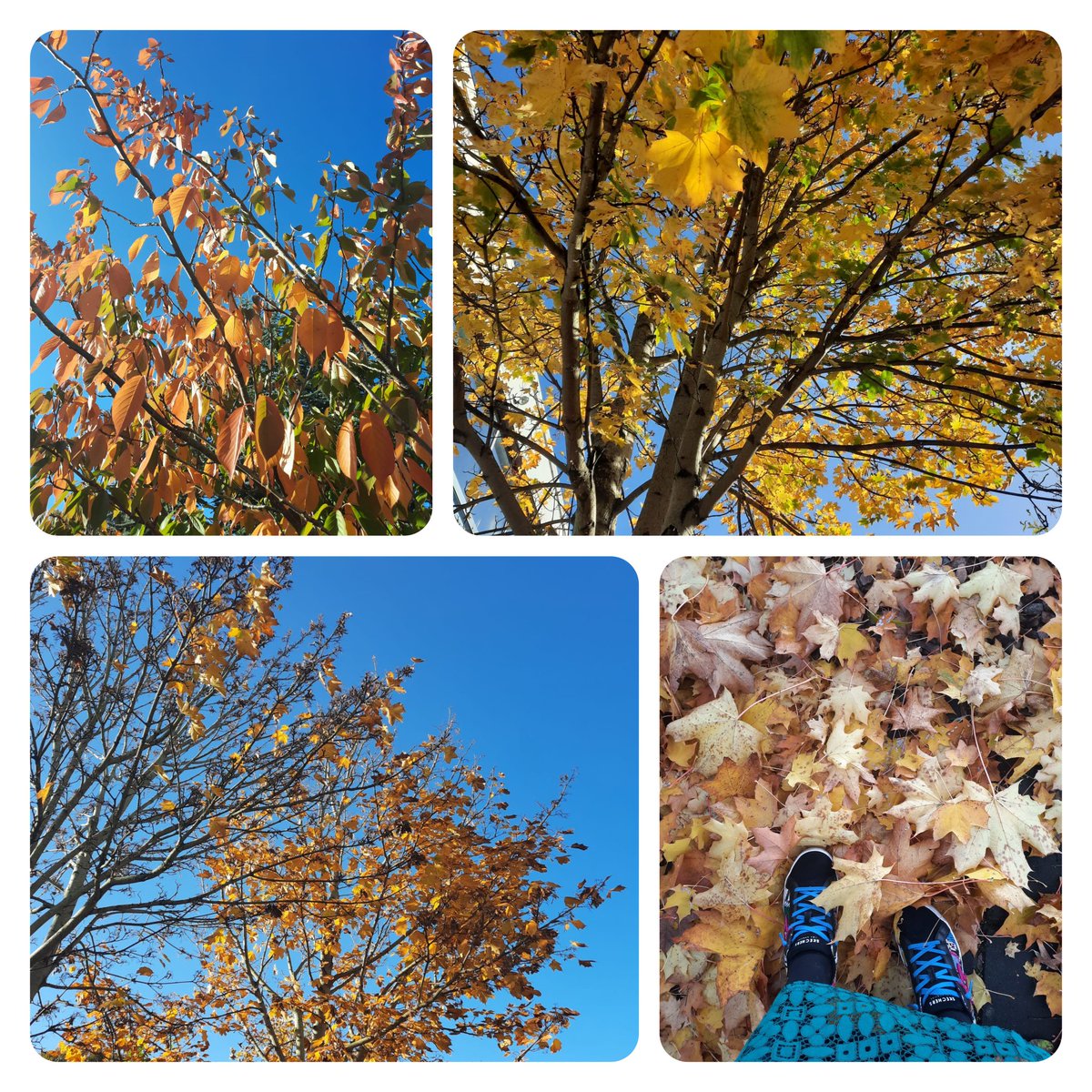 FETCollegeIde's tweet photo. #beautifulsamhain #closetohalloween #oranges #burntgold #ochres #thisisfet #makethesmartchoice https://t.co/VObcdcoL8V