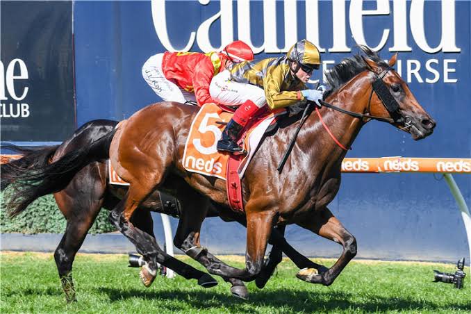 MarkCaseyRacing's tweet photo. RUNNER ALERT 🚨 
We are excited to have two runners in the 1600m Cabrine Stakes at Flemington on Saturday. 
Our stable star TIJUANA is backing up off his last start 5th in the G1 Guineas with Mark Zahra on. We also have the promising LIBERTY STEPS with superstar Damien Oliver on https://t.co/Cb1szopoHT