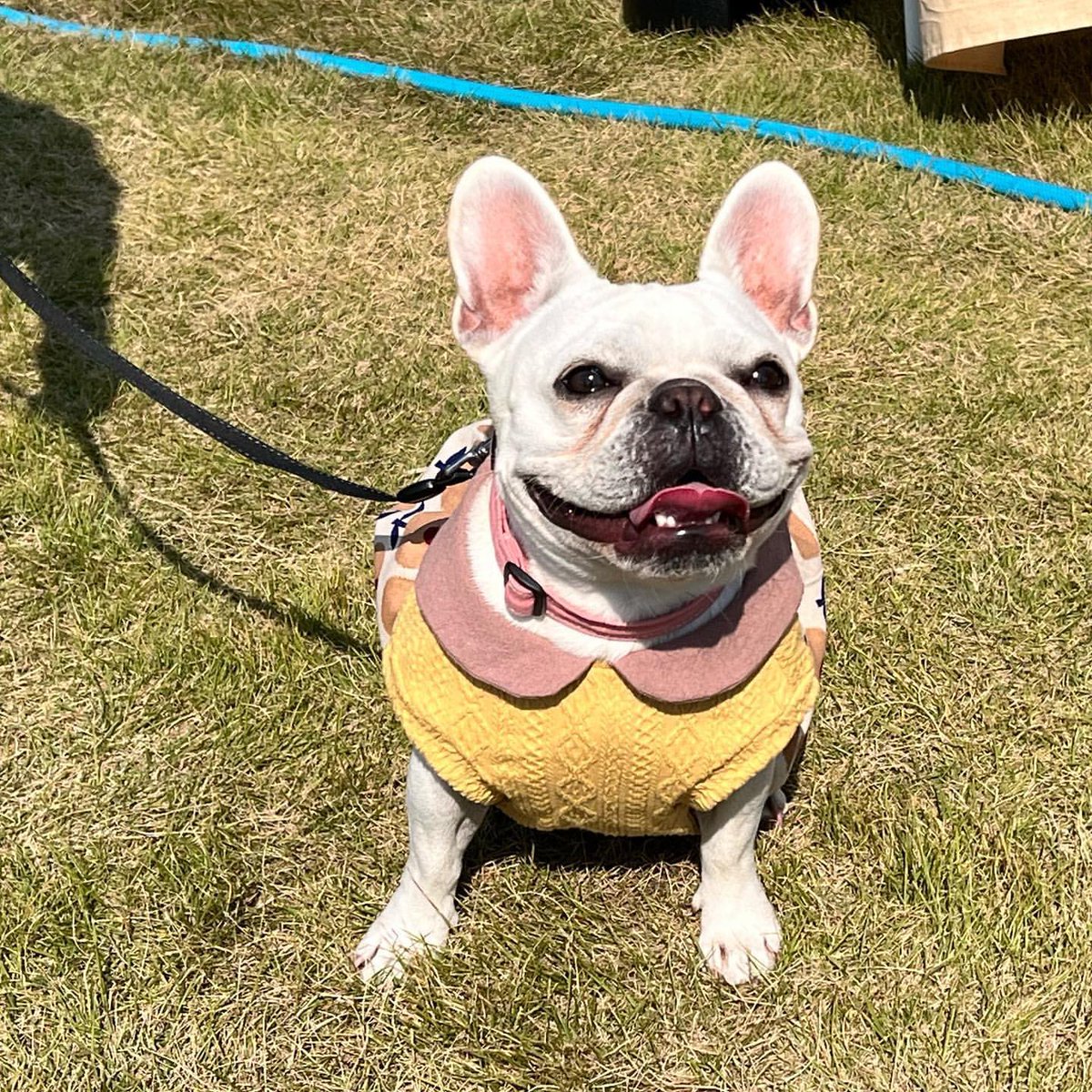 ohana_aopoi's tweet photo. 笑顔いっぱいの可愛い
葉月ちゃん🐶2歳

パンプキン風ワンピース🎃
似合ってます〜😍
試着して頂き、着せやすく可愛いとナチュラル好きなママさんに気に入っていただけてとても嬉しかったです💕

これから寒くなるのでお洋服着てお出かけ楽しんでくださいね
ありがとうございました❤️

#motosukabase https://t.co/1GmJIqT1PO