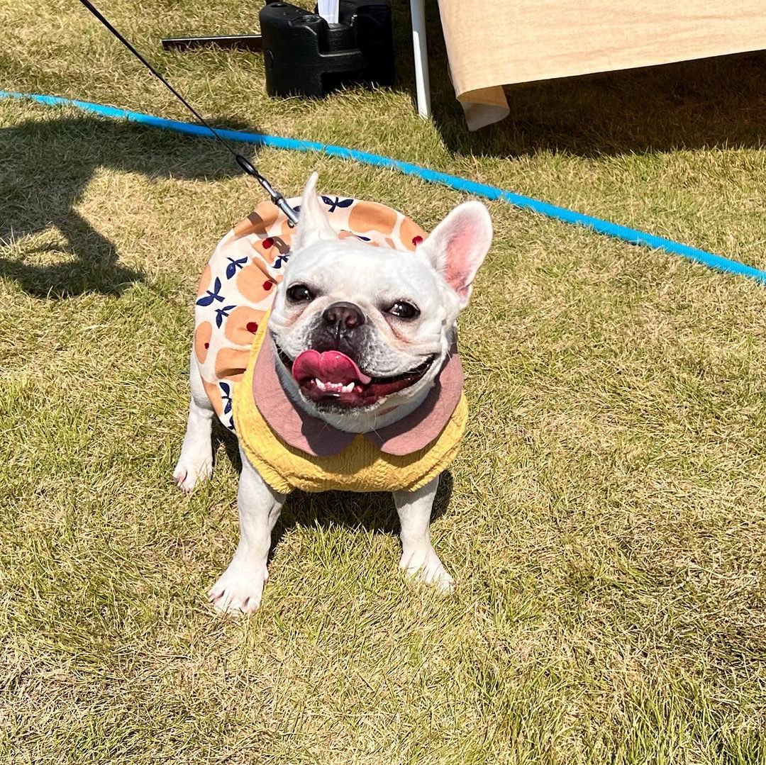 ohana_aopoi's tweet photo. 笑顔いっぱいの可愛い
葉月ちゃん🐶2歳

パンプキン風ワンピース🎃
似合ってます〜😍
試着して頂き、着せやすく可愛いとナチュラル好きなママさんに気に入っていただけてとても嬉しかったです💕

これから寒くなるのでお洋服着てお出かけ楽しんでくださいね
ありがとうございました❤️

#motosukabase https://t.co/1GmJIqT1PO