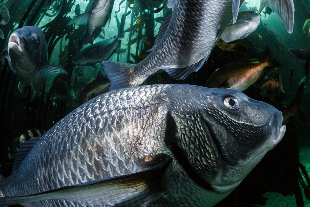 A 100 years ago, this was what a dive into False Bay could have looked like: dozens of species of reef fishes, some growing 30+ years and 2+ m. Today the only place where one can get a similar view is in the kelp forest exhibit of the @2OceansAquarium. 📷: Joris Van Alphen