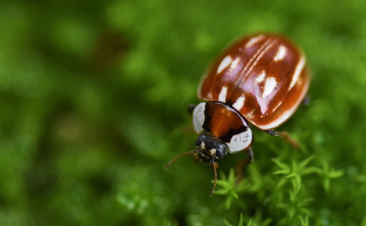 Biodiversity Ireland tweet media