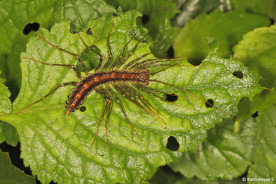 People usually do get scared of House Centipedes. However, they are quite harmless to humans, and being an insectivore, can be your partner in controlling pests, says naturalist Karthikeyan S <a href="/palmfly/">Karthikeyan S.</a>.

jlrexplore.com/explore/natura…