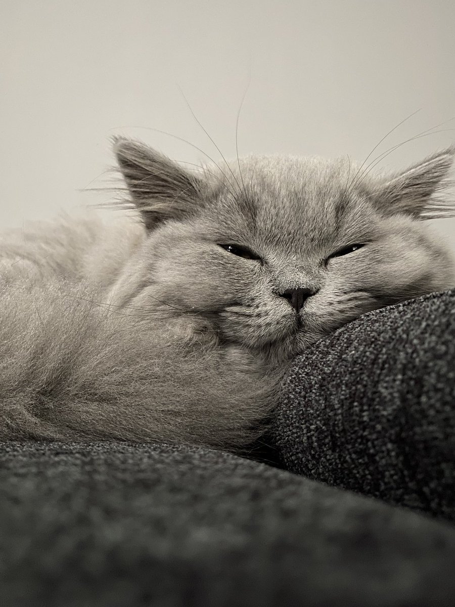 fluffyMiso's tweet photo. Wednesday mood 🗿

#CatsOfTwitter #kitten #Wednesday https://t.co/T99BtAQQ8w