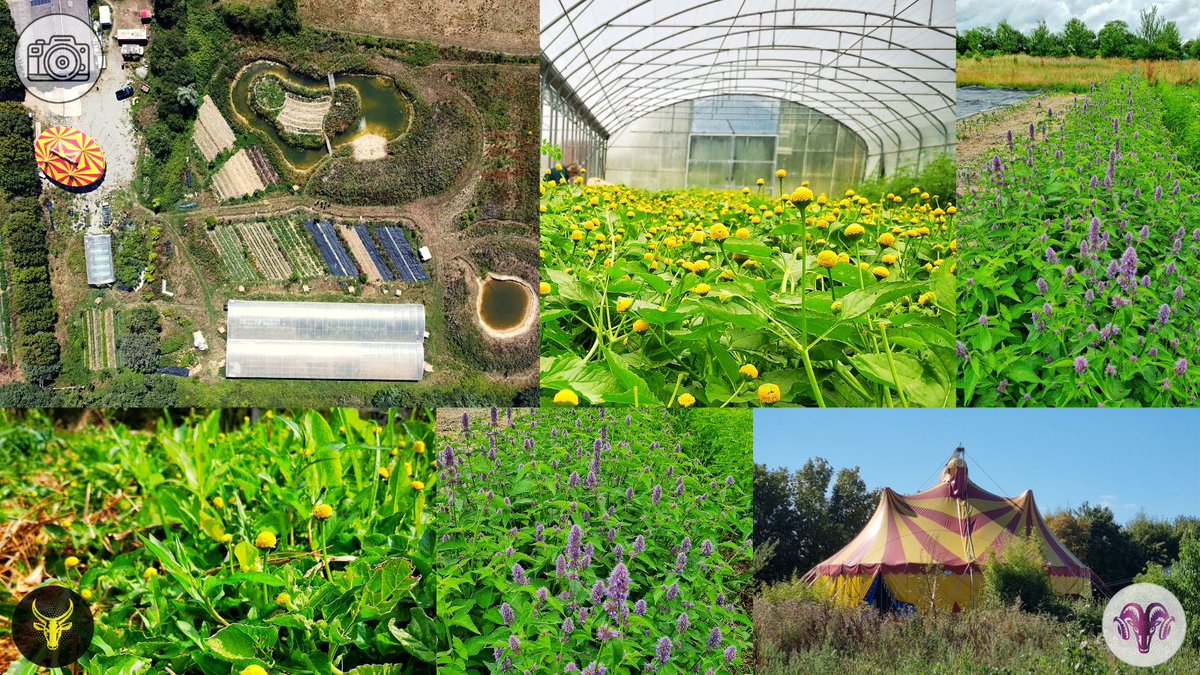 Nous avons à cœur de soutenir la production #locale et respectueuse de l'environnement ! 🌾
Nos fleurs sont cultivées à 5 minutes de notre siège social en Loire-Atlantique dans la Ferme à cultures à Saint Hilaire de Chaléons en #bio sans produits chimiques ! 🌸

#ecologie #rhum