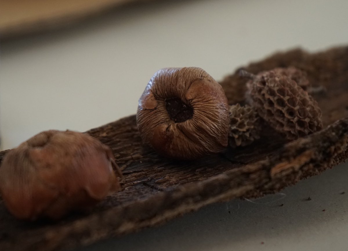 …dried fallen 🌲 bark with dried seed pods inside… 👂photo by Arran Bradstock #hearnature #everydaysounds #listen #play