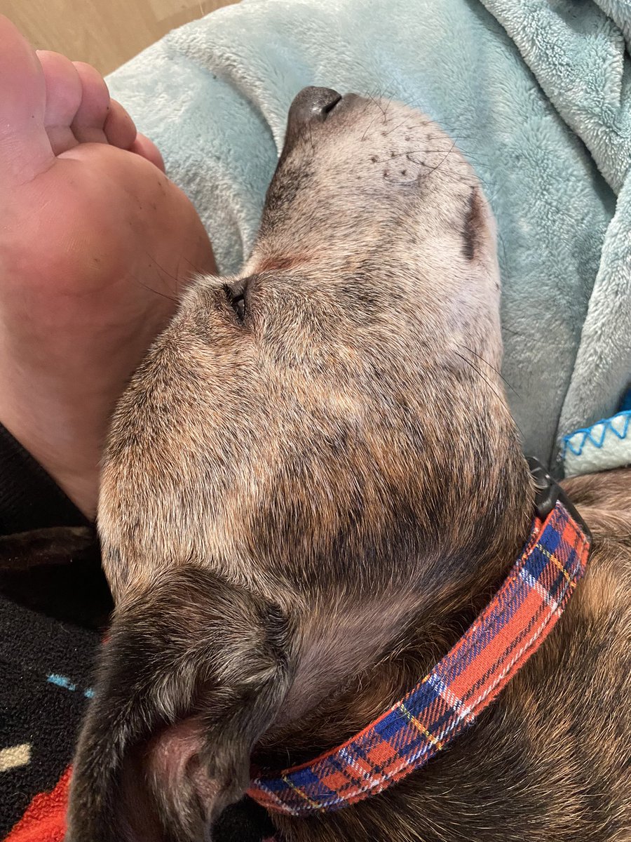 PorthosStaffy's tweet photo. Mumther’s feets are the best pillow https://t.co/SV34sxMcI9