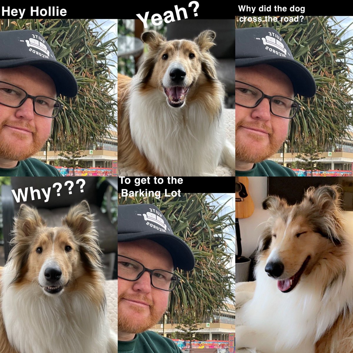 MattyS271's tweet image. Hey Hollie #roughcollie #badjokes