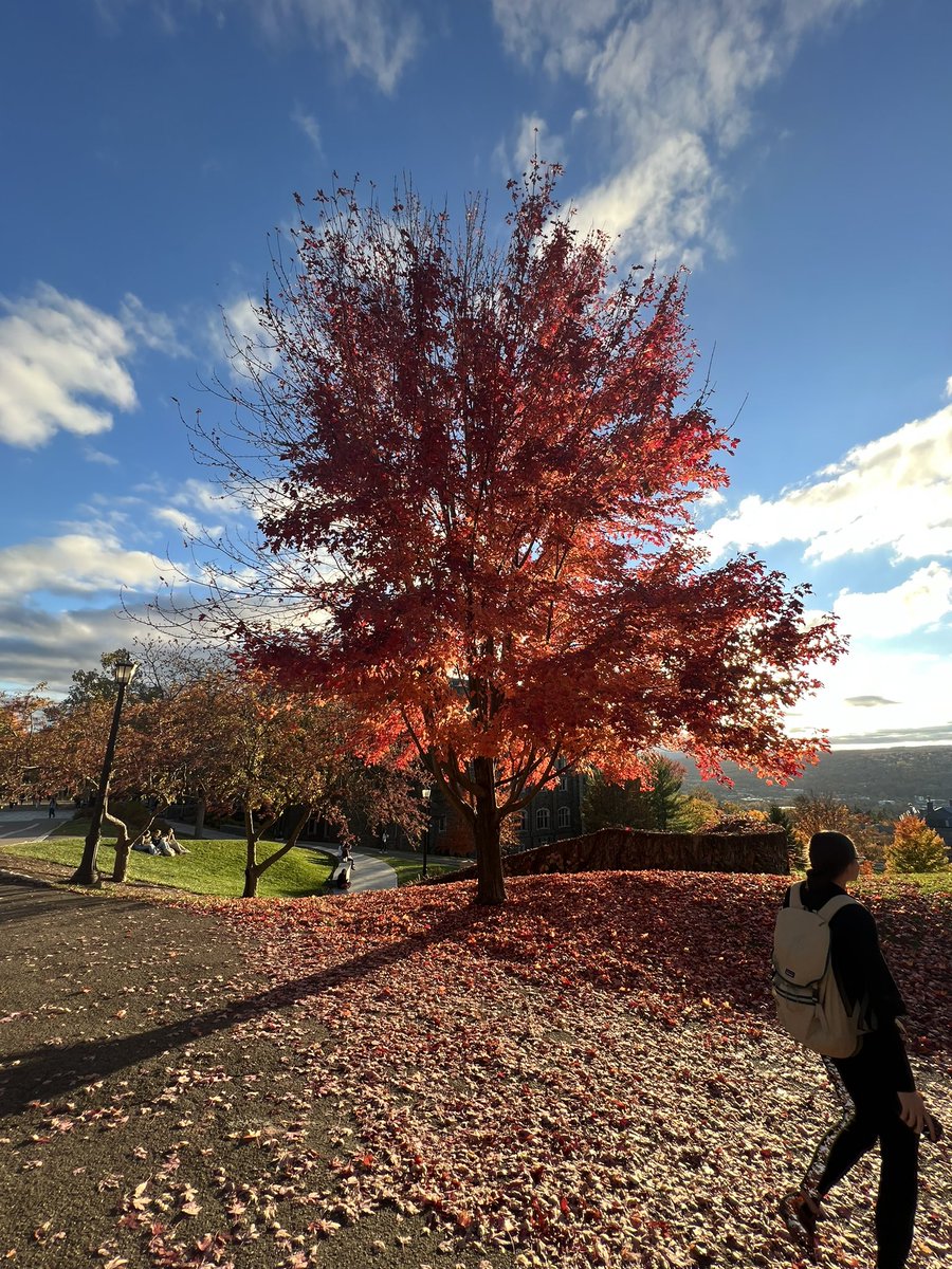 Daysha Ferrer Torres tweet media