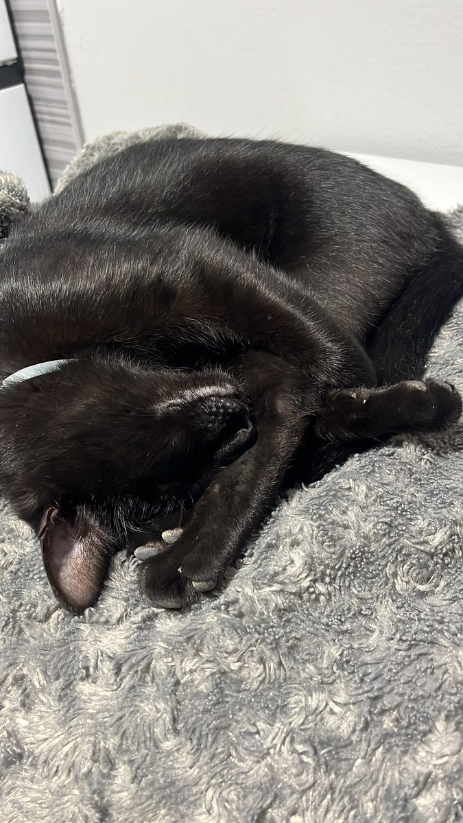Dolphi_Bada's tweet photo. ¿Puede ser más cuqui abrazado a su pata trasera? 🥺🥺🥺🥺 https://t.co/Er0R7TT0W9