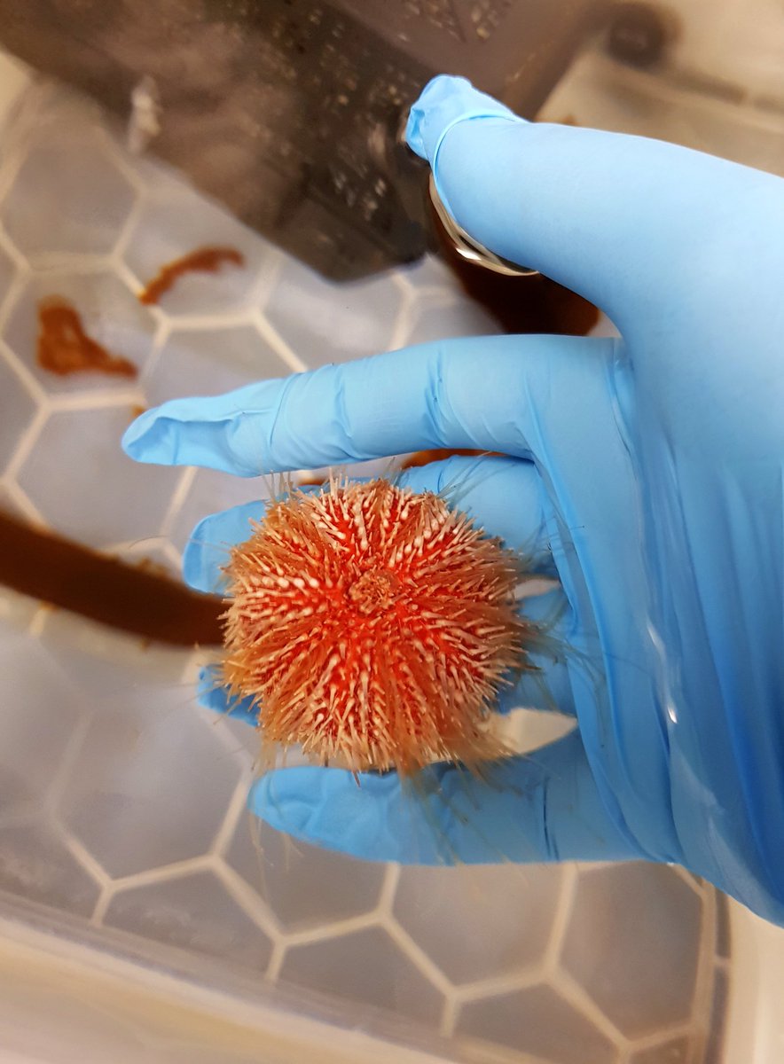 BettyShmem's tweet photo. Forget the #DoctorWhoRegeneration, I've spent the morning with THESE incredible chaps, who have actual #regeneration powers in RL. We're studying Sea Urchins @SAMSoceannews to contribute to #CancerResearch AND #ClimateResearch. How cool is THAT?! #QuirkyScience #TubeFeet https://t.co/lNk9ynVLfQ