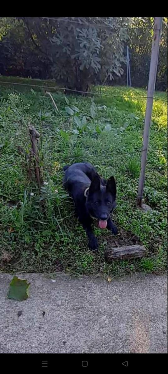 the0bscene's tweet photo. ljudi ovo je prilicno hitno, i molim vas pogurajte serom bar.

"Zbog smrti vlasnice udomljava  se ženka crnog vucjaka stara 4 godine. Uredno vakcinisana i sterilisana. Nalazi se u Grockoj. Pas nije agresivan. Voli decu i ostale pse. Zove se Kika" https://t.co/uv7RCWBM2O