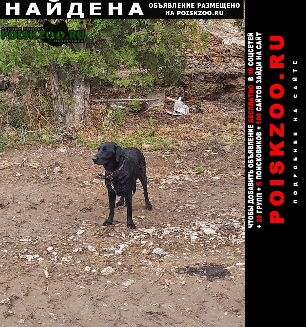 Найдена собака Краснодар Подробнее по ссылке: poiskzoo.ru/165265 Прибилась на стройке в ст. Елизаветинская. #Найдена_собака #НайденаСобака #НайденасобакаКраснодар #Найдена_собака_Краснодар
