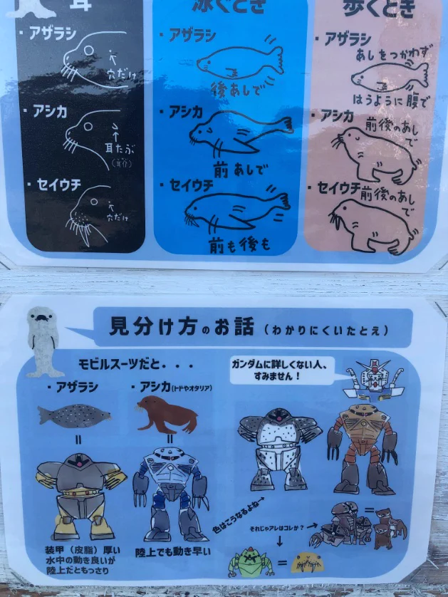 おたる水族館の「アザラシ・アシカ・セイウチ見分け方」がすごい！