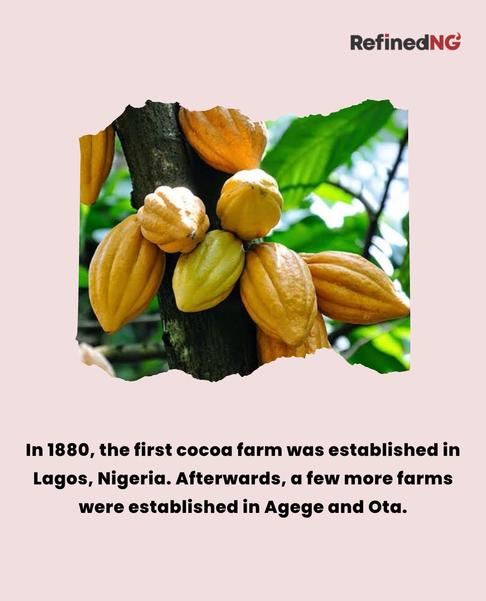 refinedng's tweet photo. In 1880, the first cocoa farm was established in Lagos, Nigeria. Afterwards, a few more farms were established in Agege and Ota

https://t.co/1xjiwIKWzX

#refinedng #refinednigerians #Wednesday #triviatime #wednesdaytriva #farmproduce  #agriculture  #cocoa #farm #cocoafarm https://t.co/Cj5AYieLqG
