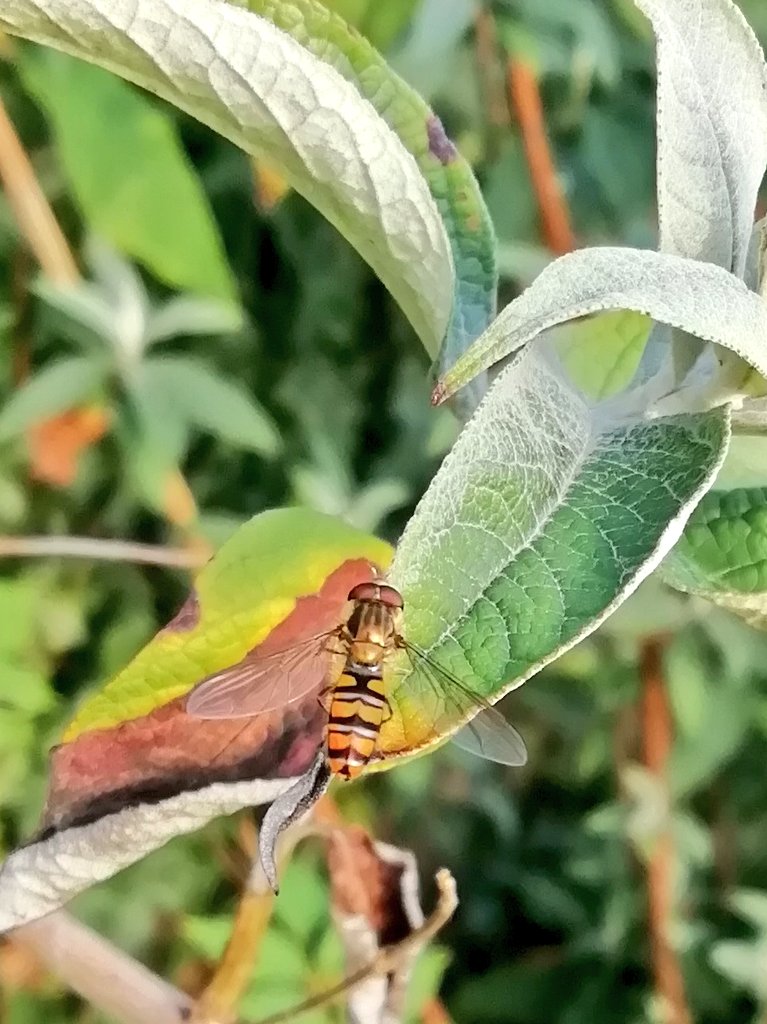 Marmalade Hoverfly having just landed on the tip of a Buddleja leaf.
Last Saturday on the Parkland Walk, North London.

Episyrphus balteatus
Buddleja davidii
#365DaysWild #WildWebsWednesday