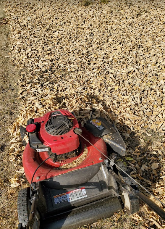 GardenBite's tweet photo. Last lawn mowing of the season (if needed), mowing leaves and putting the mower away for winter on today's Garden Bite. #coldclimategardening #fallchores #lawn #leaves
https://t.co/7xKJjh0WwJ https://t.co/pRw94UQB9X
