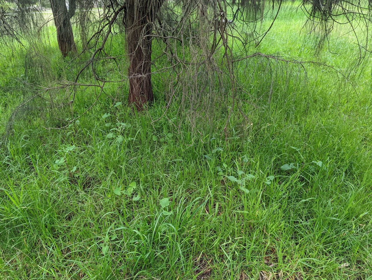 B Spence tweet media